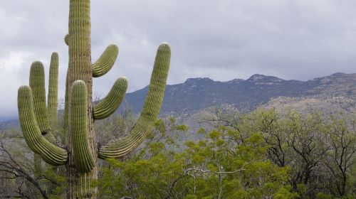Kaktusas, Priešas Toks Mielas, Tucson, Kaktusas Sodas, Gamta, Kalnai, Visų Tipų Odai, Žalias, Dangus, Medis