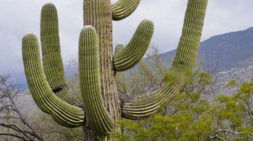 Kaktusas, Priešas Toks Mielas, Tucson, Kaktusas Sodas, Gamta, Kalnai, Visų Tipų Odai, Žalias, Dangus, Medis