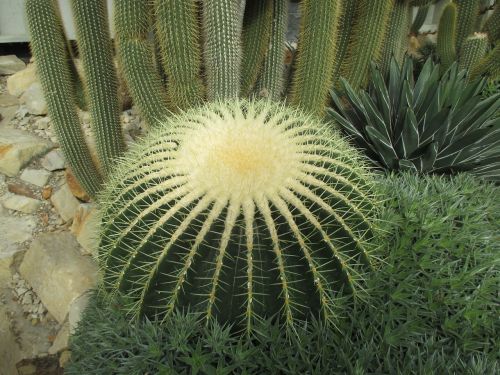 Kaktusas, Šiltnamyje, Flora
