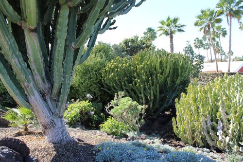 Kaktusas, Kraštovaizdis, Augalas, Cefalocereus, Gamta