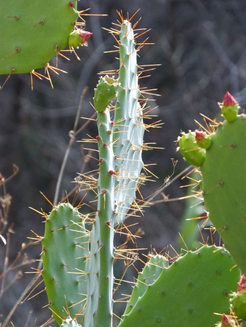 Kaktusas, Kastuvai, Tvoros, Chumberas