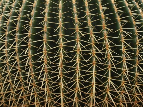 Kaktusas,  Augalas,  Dykuma,  Spygliai,  Smailas,  Aštrus,  Ouch,  Fonas,  Tekstūra,  Kaktusas
