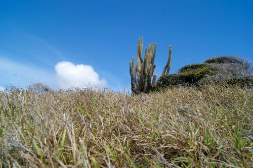 Kaktusas, Kraštovaizdis, Karibai