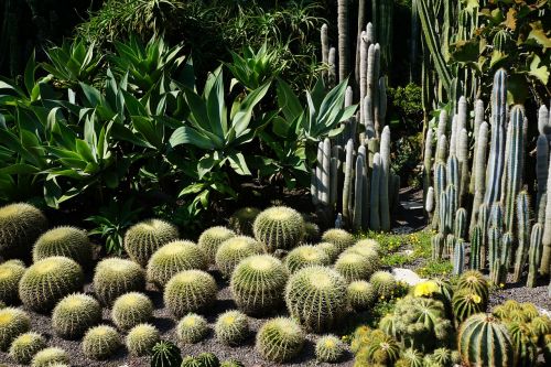 Kaktusas, Žalias, Augalas, Botanikos Sodas, Überlingen