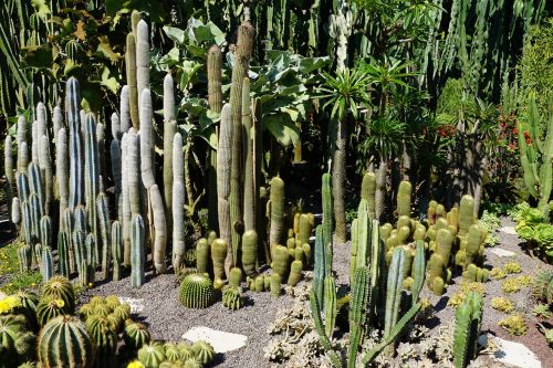 Kaktusas, Žalias, Augalas, Botanikos Sodas, Überlingen