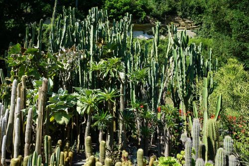 Kaktusas, Botanikos Sodas, Überlingen, Ežero Konstanta, Augalas, Žalias, Gamta, Sukulentai