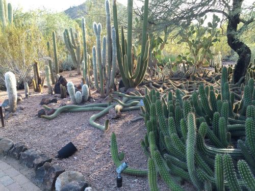 Kaktusas, Arizona, Dykuma