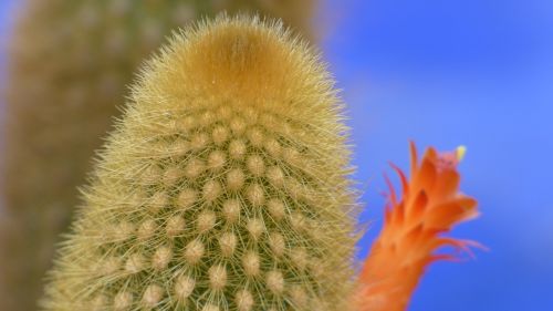 Kaktusas, Kraštovaizdis, Augalas