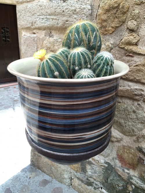 Kaktusas, Keramika, Sodas