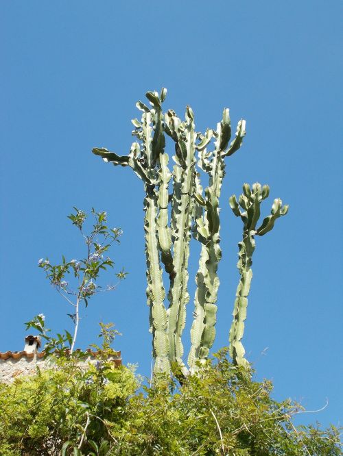 Kaktusas, Augalas, Dygliuotas, Euphorbia Ingens, Medžio Euforbijos, Euphorbija, Candelabra Tree
