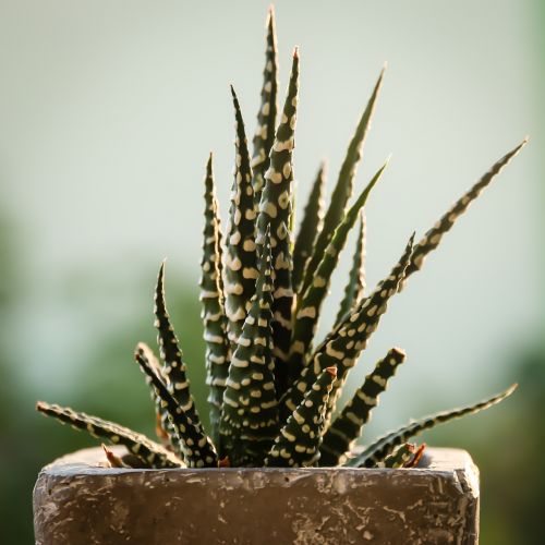 Kaktusas, Flora, Žalias