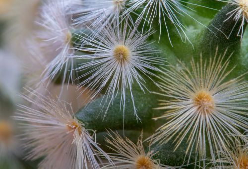 Kaktusas, Mammillaria-Carmenae, Rutulinis Kaktusas, Paskatinti, Augalas, Žalias, Dygliuotas, Uždaryti