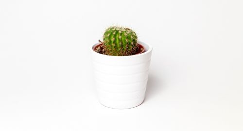 Kaktusas, Minimalistinis, Augalas, Puodą, Balta