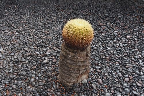 Kaktusas, Vienas, Sultingas