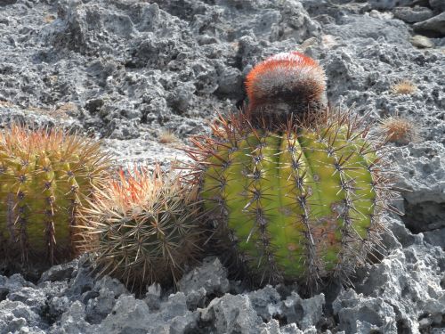Kaktusas, Žydintis Kaktusas, Lava Akmuo, Bonaire