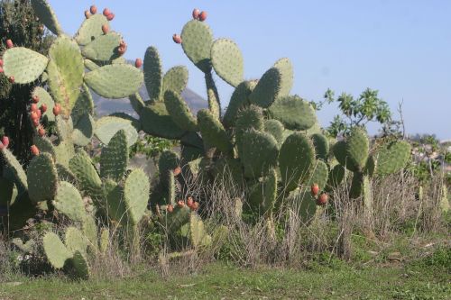 Kaktusas, Costa Del Sol, Ispanija, Dygliuotas