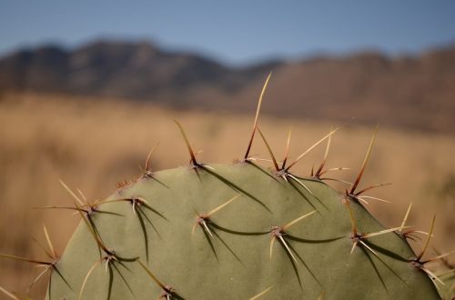 Kaktusas, Arizona, Dykuma