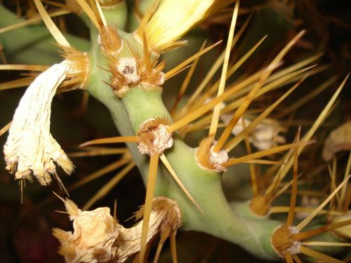 Kaktusas, Gėlė, Arizona, Augalas, Dykuma