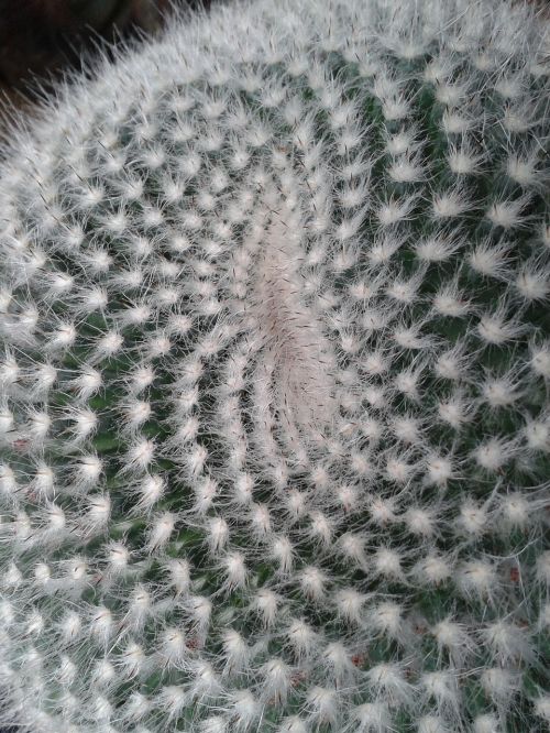 Kaktusas, Struktūra, Lemniscatas