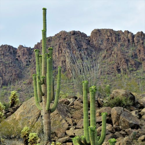 Kaktusas, Saguaro, Arizona, Dykuma, Kalnas