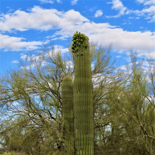 Kaktusas, Saguaro, Dykuma, Arizona, Dykuma