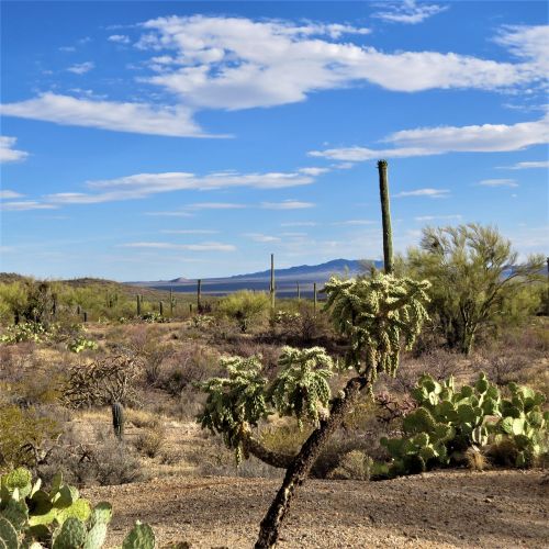 Kaktusas, Dykuma, Arizona, Kraštovaizdis, Dangus
