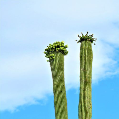 Kaktusas, Arizona, Saguaro, Žydi, Dangus