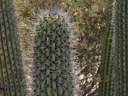 Kaktusas, Dykuma, Sultingas, Sonoran Dykuma