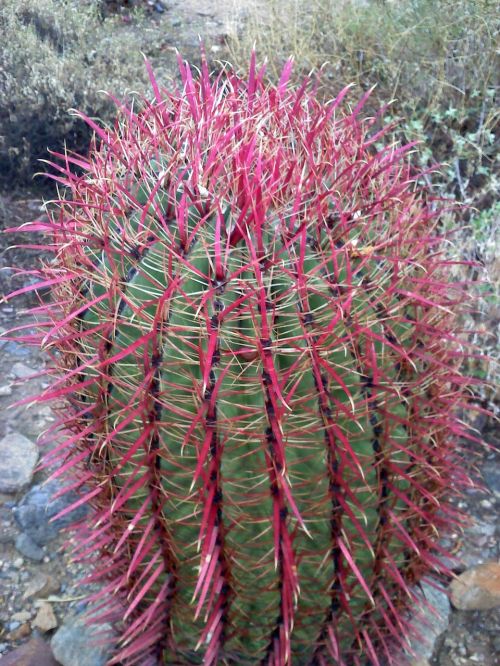 Kaktusas, Arizona, Kraštovaizdis, Gamta, Barrelio Kaktusas, Erškėčių