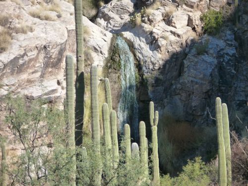 Kaktusas, Tucson, Arizona, Dykuma, Gamta, Kraštovaizdis, Saguaro, Sausas