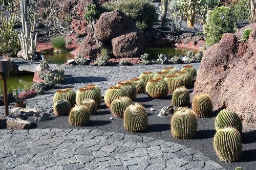 Kaktusas, Lanzarote, Muziejus