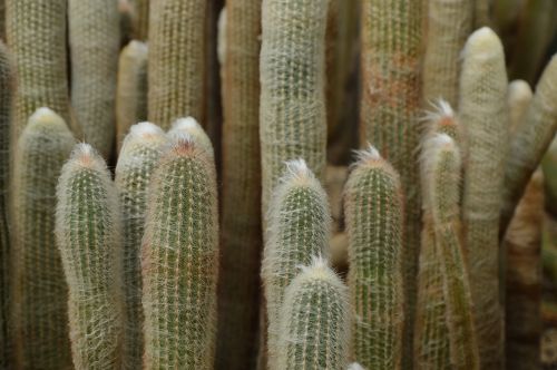 Kaktusas, Dykuma, Spygliai