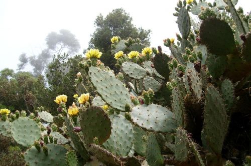 Kaktusas, Atostogos, Ispanija, Kraštovaizdis, Gamta