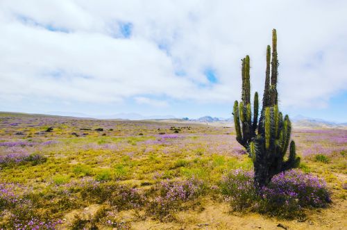 Kaktusas, Žydintis Dykumas, Gėlės, Čile