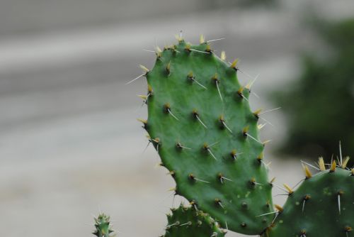 Kaktusas, Erškėčių