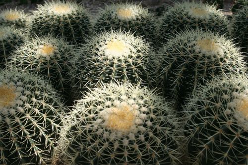 Kaktusas, Arboretum, Jeju Sala