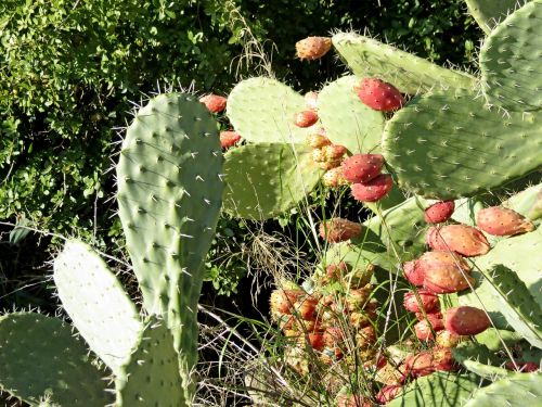 Kaktusas, Vasara, Vaisiai, Tzabar, Barb