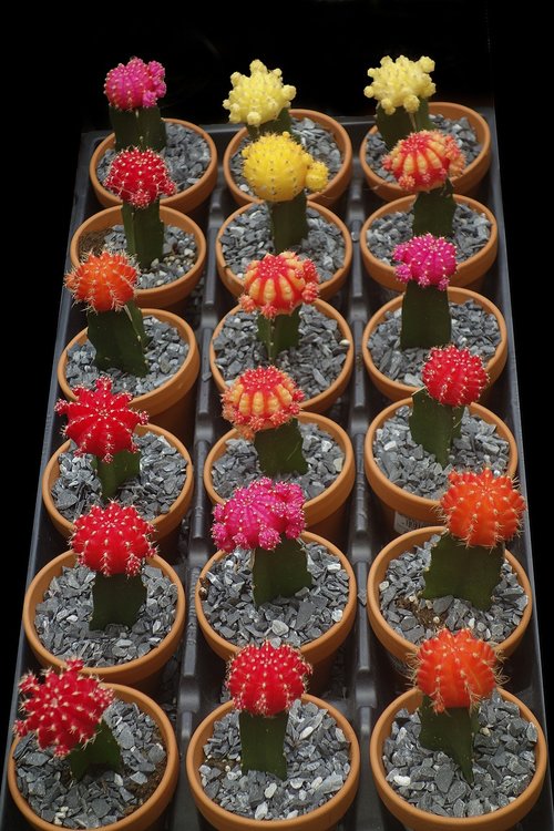 Kaktusas,  Tropical,  Gėlė,  Botanikos,  Rožinis,  Geltona,  Oranžinis