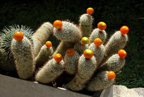 Kaktusas,  Vaisiai