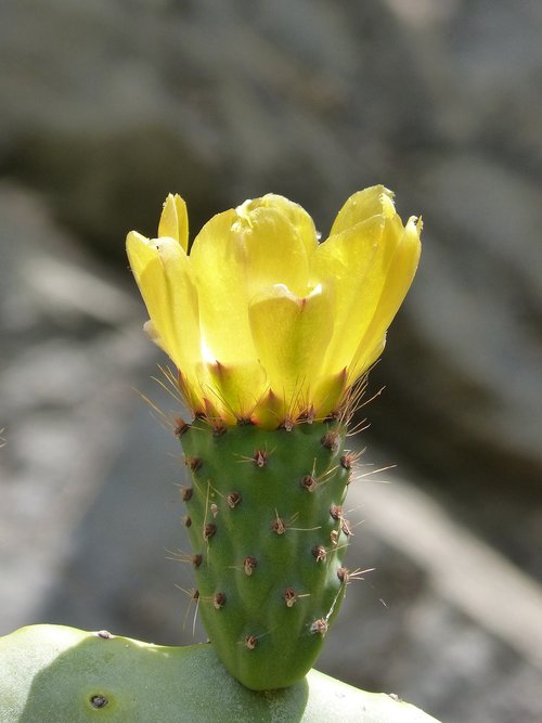Kaktusas,  Flor De Nopal,  Dygliuotas Kriaušių Kaktusas,  Dygliuotas Kriaušių