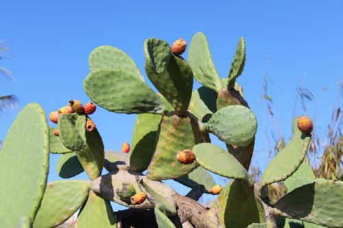 Kaktusas, Dygliuotas Kriaušes, Šerti, Ispanija