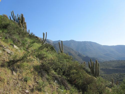 Kaktusas, Sausas, Kalnai