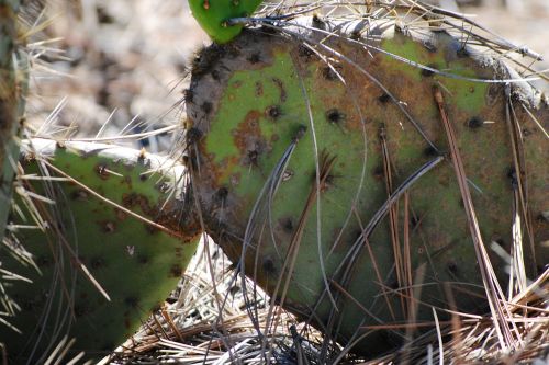 Kaktusas, Torrey Pušys, Šuoliai