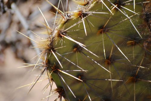 Kaktusas, Torrey Pušys, Šuoliai
