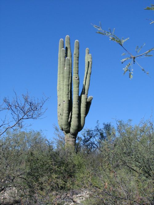 Kaktusas, Arizona, Dykuma, Pietvakarius, Gamta, Kraštovaizdis, Pietvakarius, Kaktusai