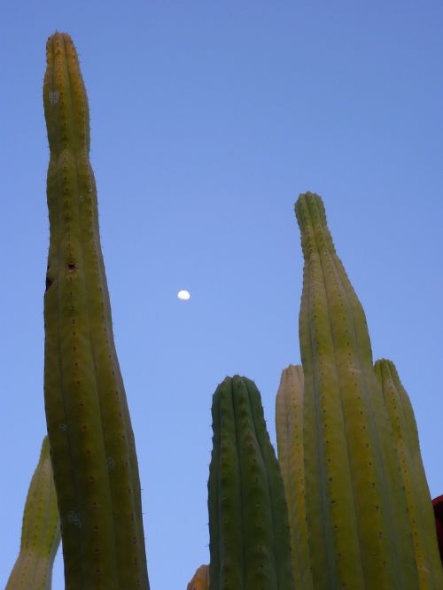 Kaktusas, Augalas, Paskatinti, Mėnulis