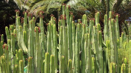 Kaktusas, Kanarų Spurge, Euphorbia Canariensis, Augalas, Kardonas, Dygliuotas, Kaktusas Šiltnamius, Žalias