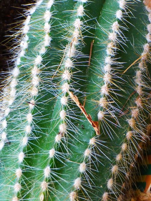 Kaktusas, Dygliuotas, Žalias