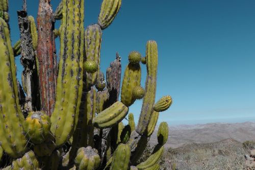 Kaktusas, Peru, Andes, Sausas, Dykuma