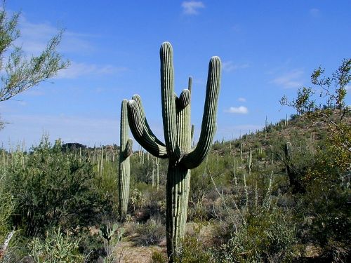 Kaktusas, Saguaro, Saguaro Nacionalinis Parkas, Arizona, Dykuma, Usa, Augalas, Vienatvė